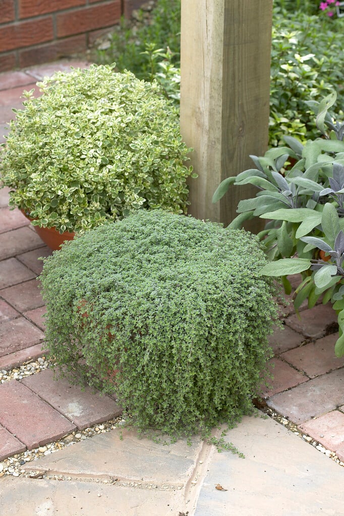 wild thyme
