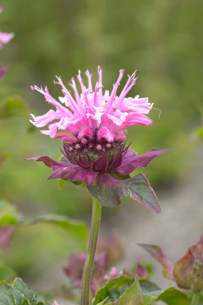 <i>Monarda</i> 'Comanche'