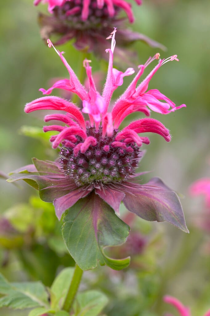 bergamot 'Balance'