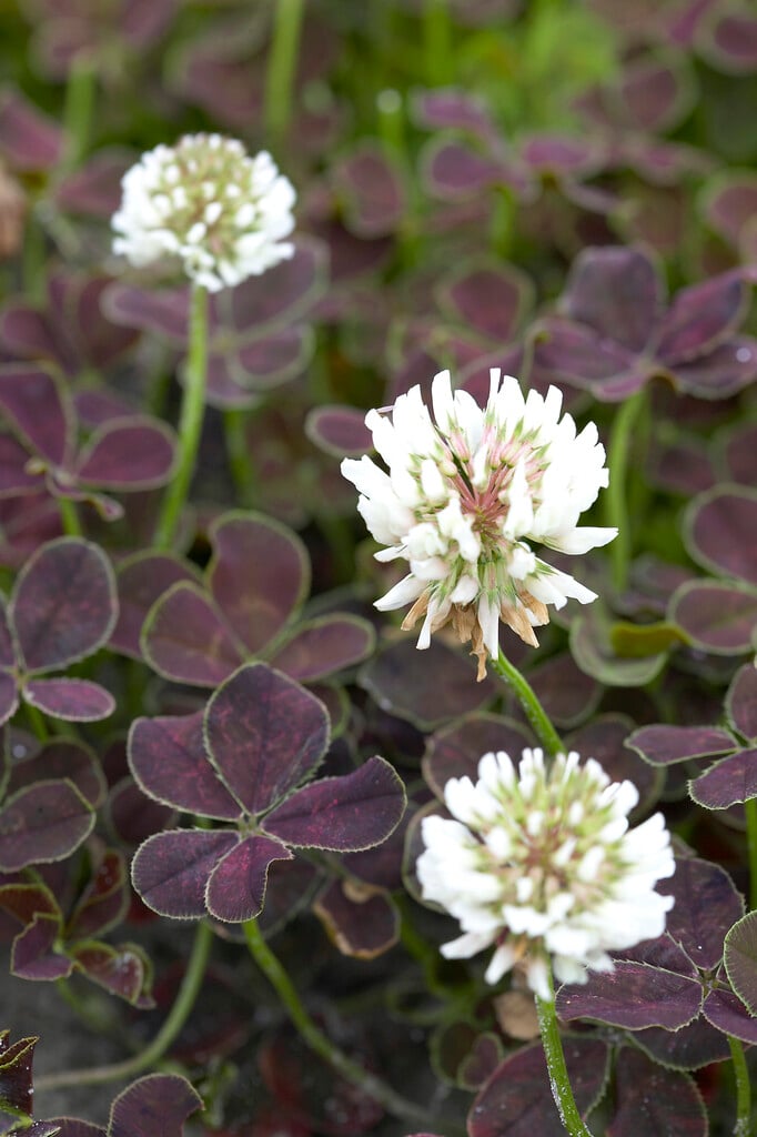 <i>Trifolium</i> <i>repens</i> 'Quinquefolium'
