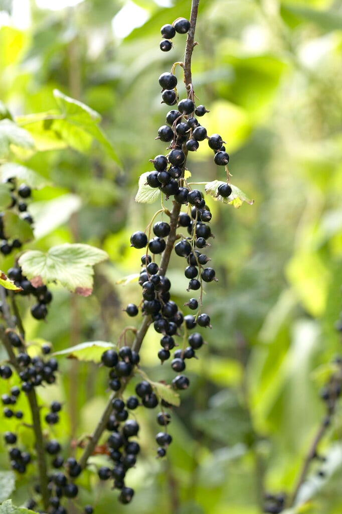 blackcurrant