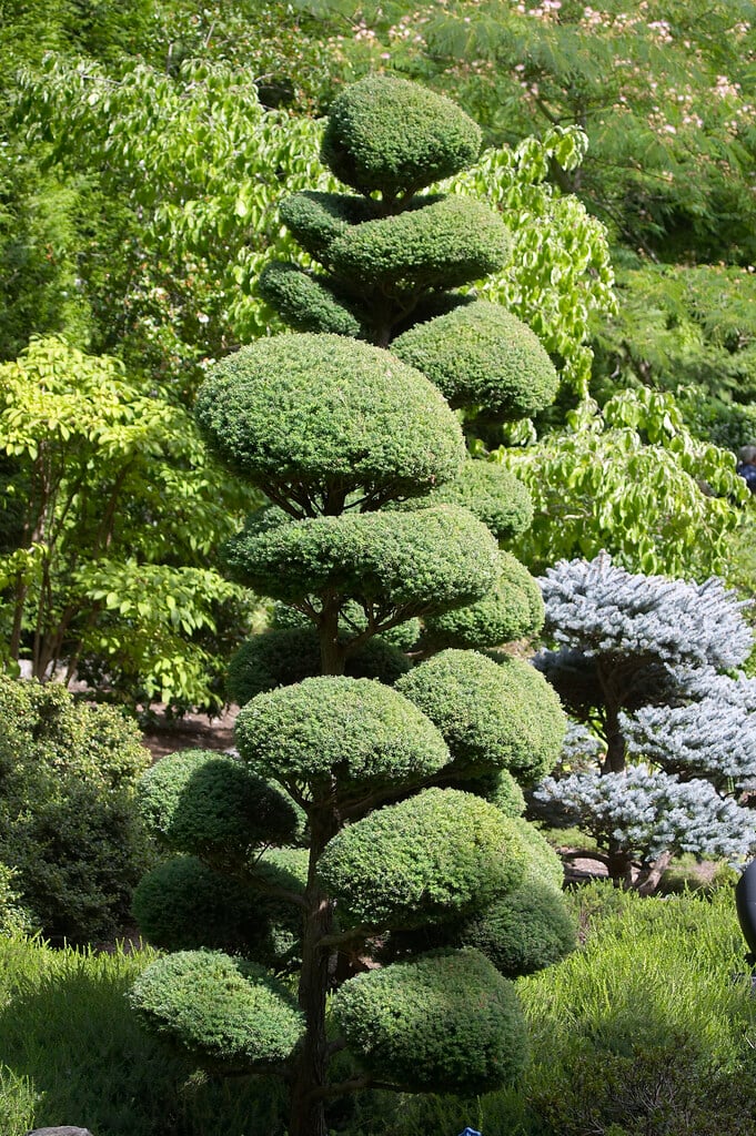 Japanese holly
