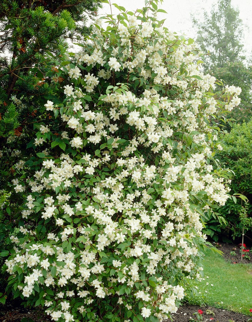 common mock orange