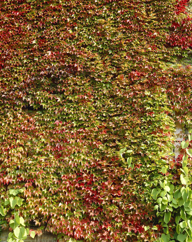 Boston ivy