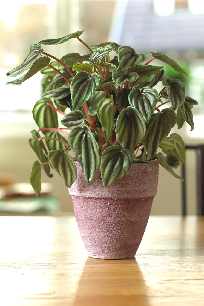 emerald ripple pepper