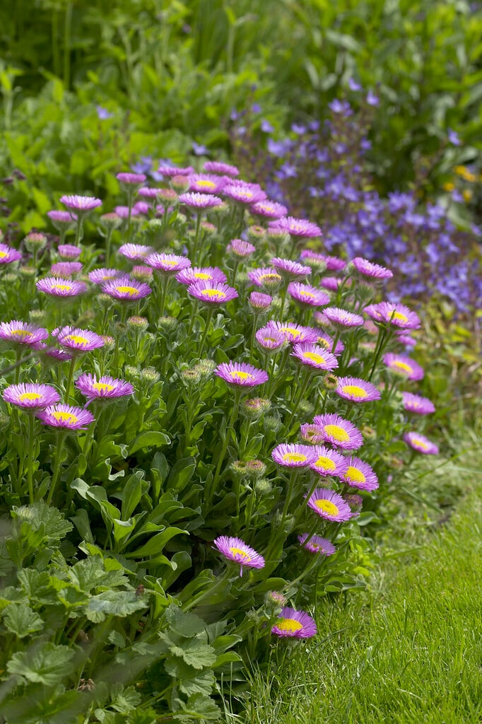 mountain fleabane