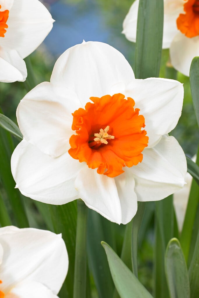 daffodil 'Johann Strauss'