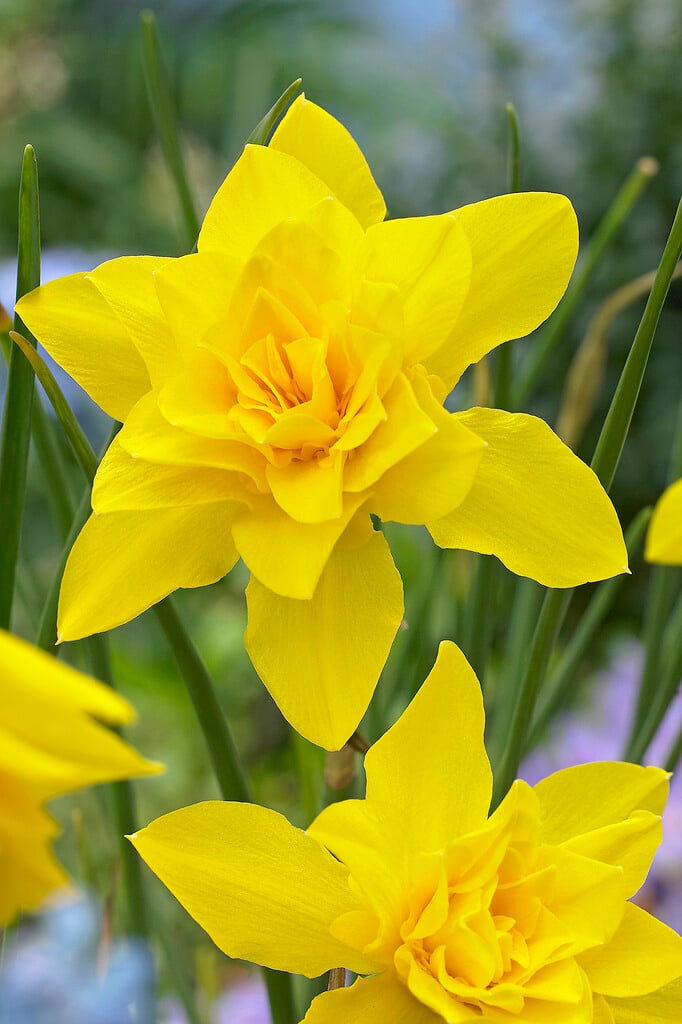 daffodil 'Double Campernelle'