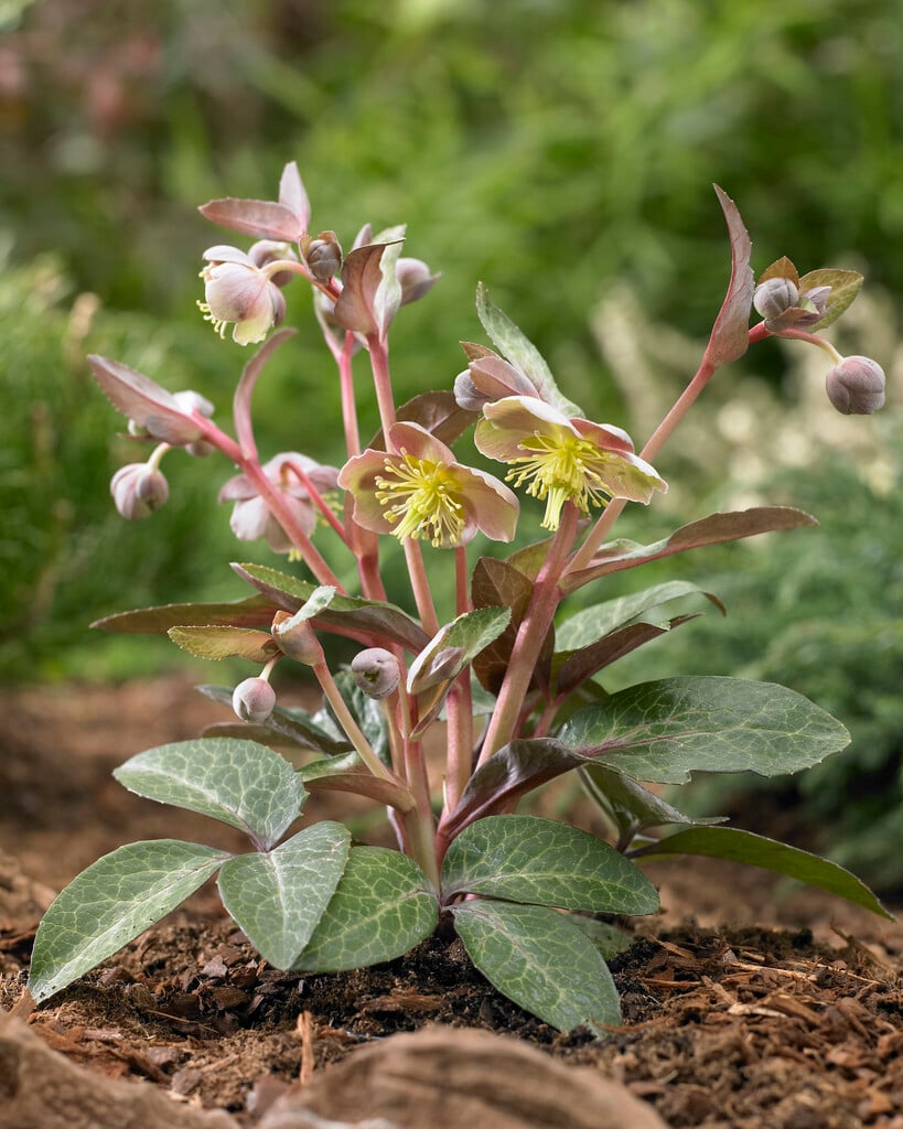 blue-grey hellebore