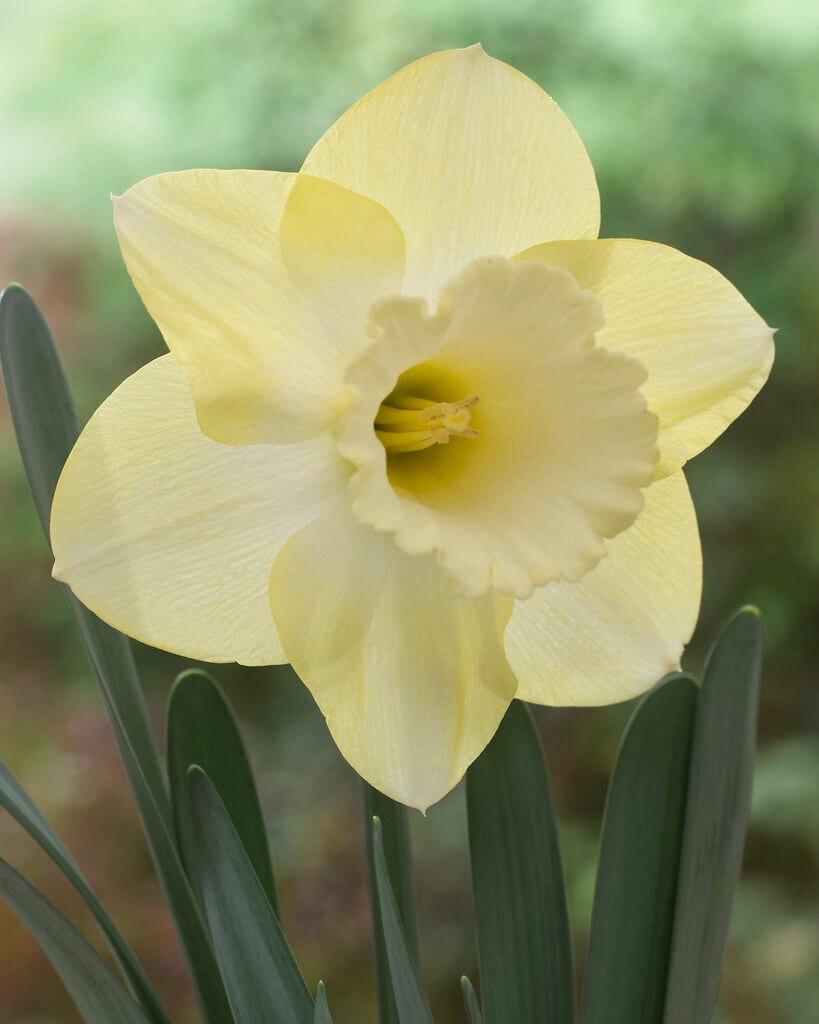 daffodil 'Honeybird'