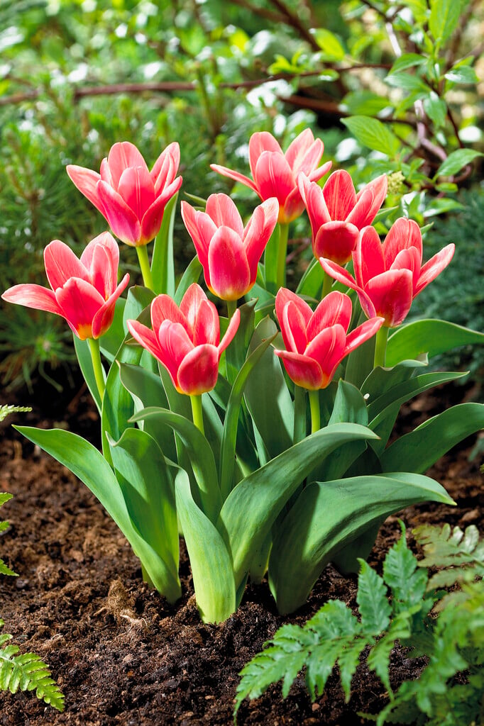 tulip 'Fashion'