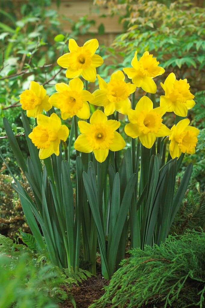 daffodil 'Standard Value'