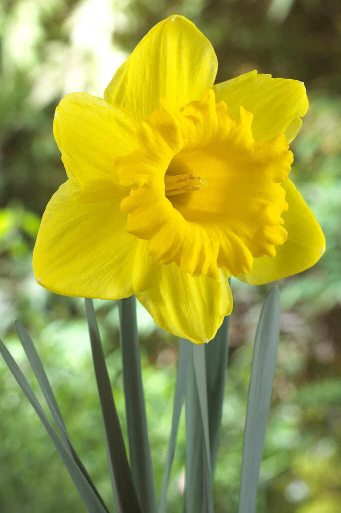 daffodil 'Standard Value'