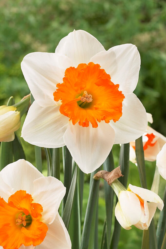 daffodil 'Gentle Giant'
