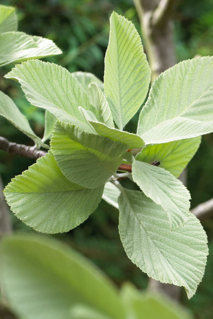common whitebeam