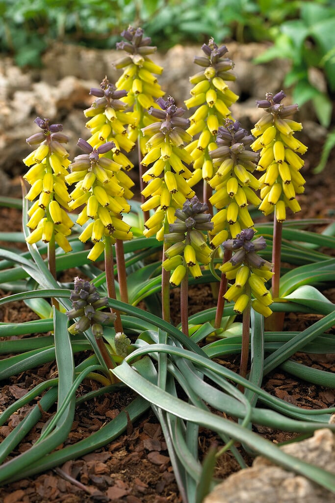 grape hyacinth 'Golden Fragrance'
