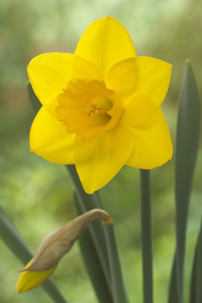 daffodil 'Golden Aura'