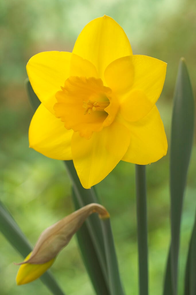 daffodil 'Golden Aura'