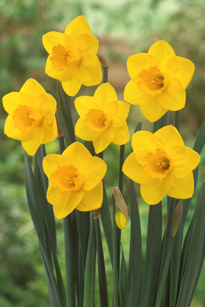 daffodil 'Golden Aura'