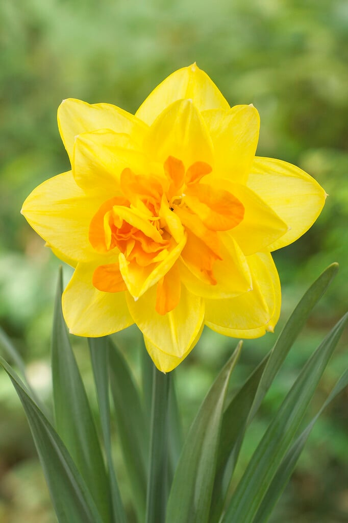 daffodil 'Apotheose'