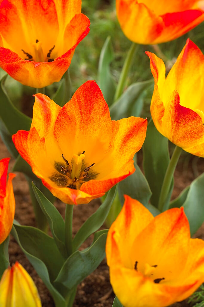 tulip 'Easter Surprise'