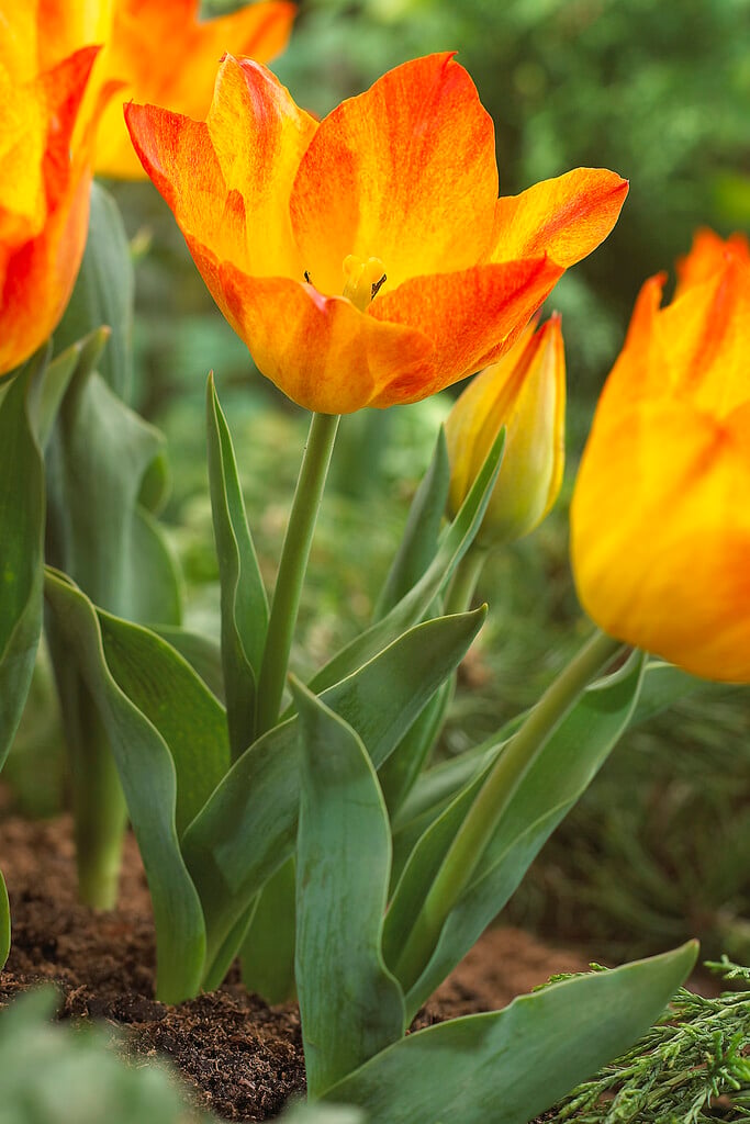 tulip 'Easter Surprise'