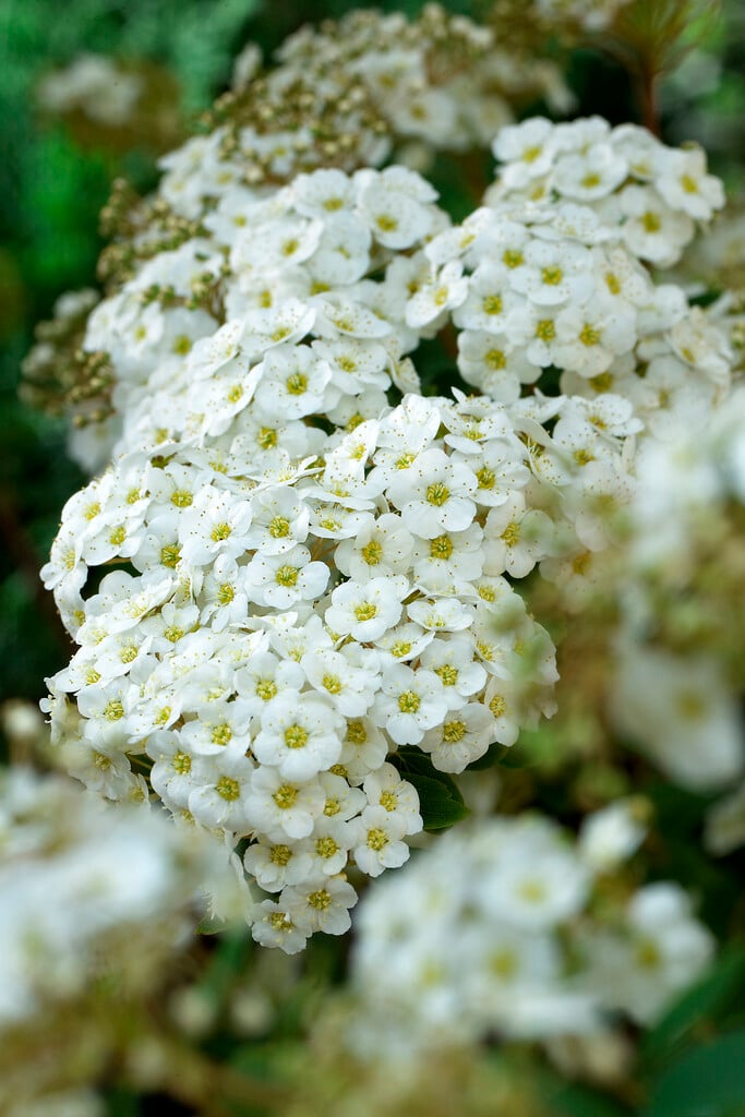 Van Houtte's spiraea