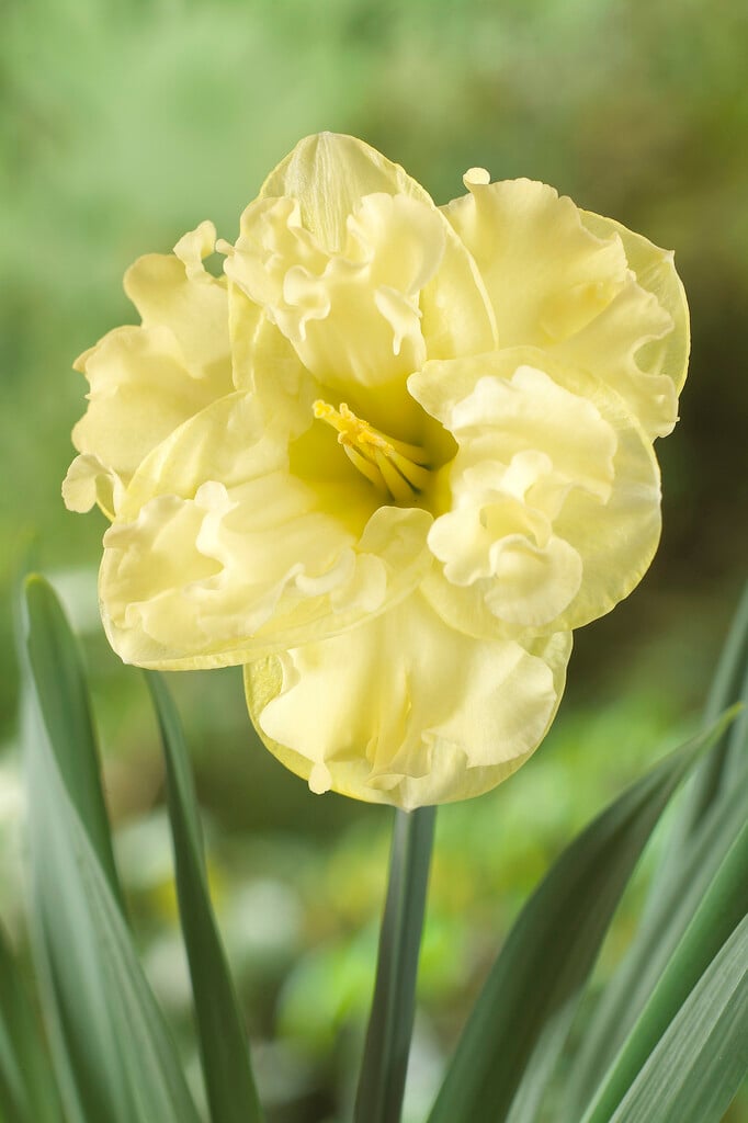 daffodil 'Sunnyside Up'