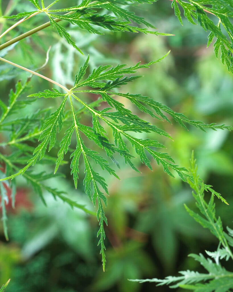 Japanese maple 'Emerald Lace'