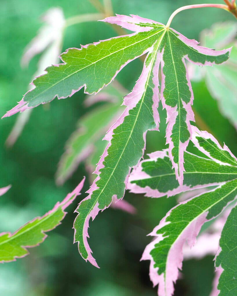 Japanese maple 'Taylor'