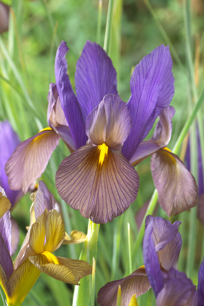 <i>Iris</i> 'Black Beauty' (Dut)