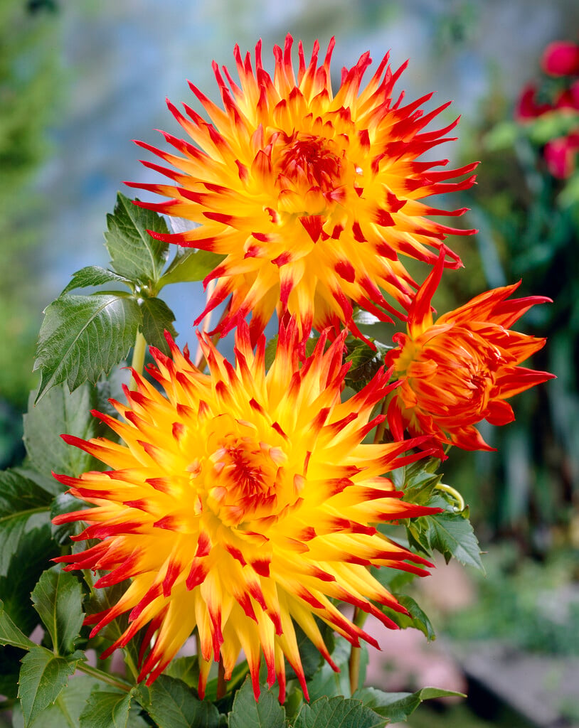 <i>Dahlia</i> 'Jessica' (S-c)