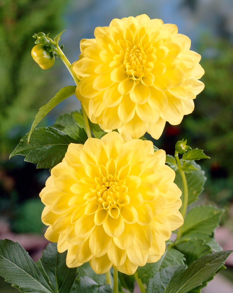 dahlia 'Golden Emblem'
