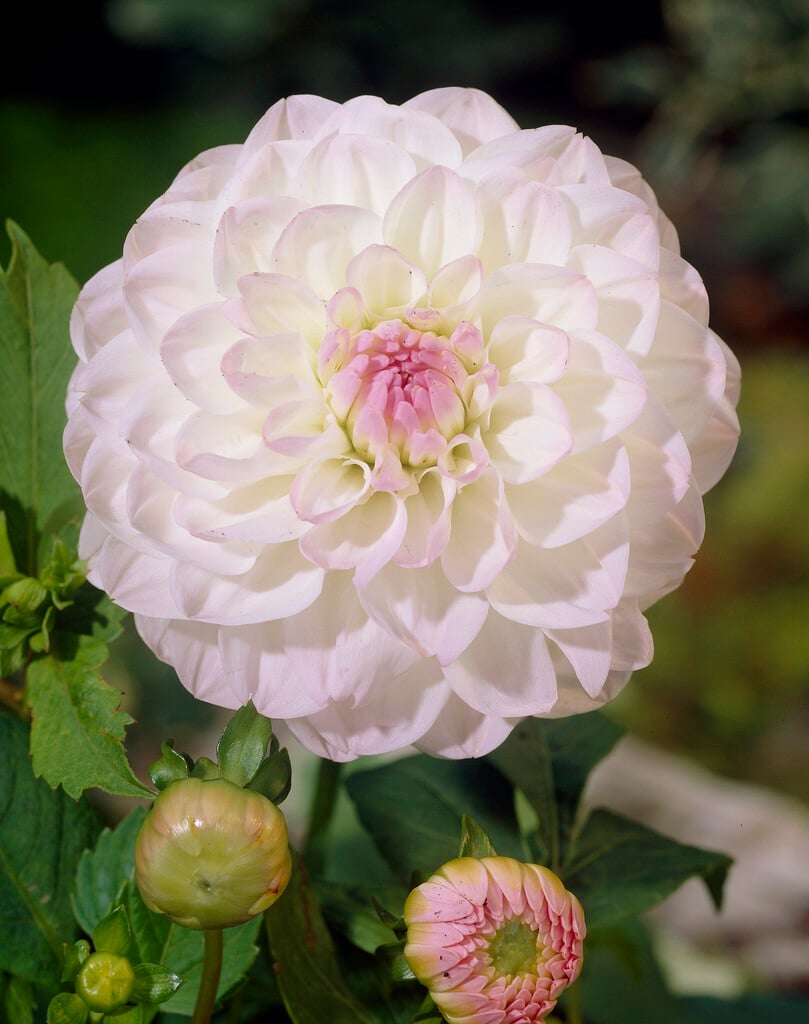 dahlia 'Eveline'