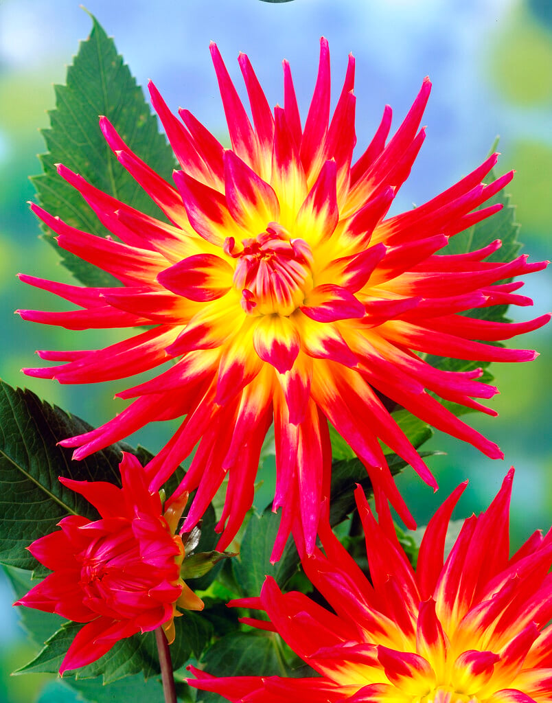 dahlia 'Bora Bora'