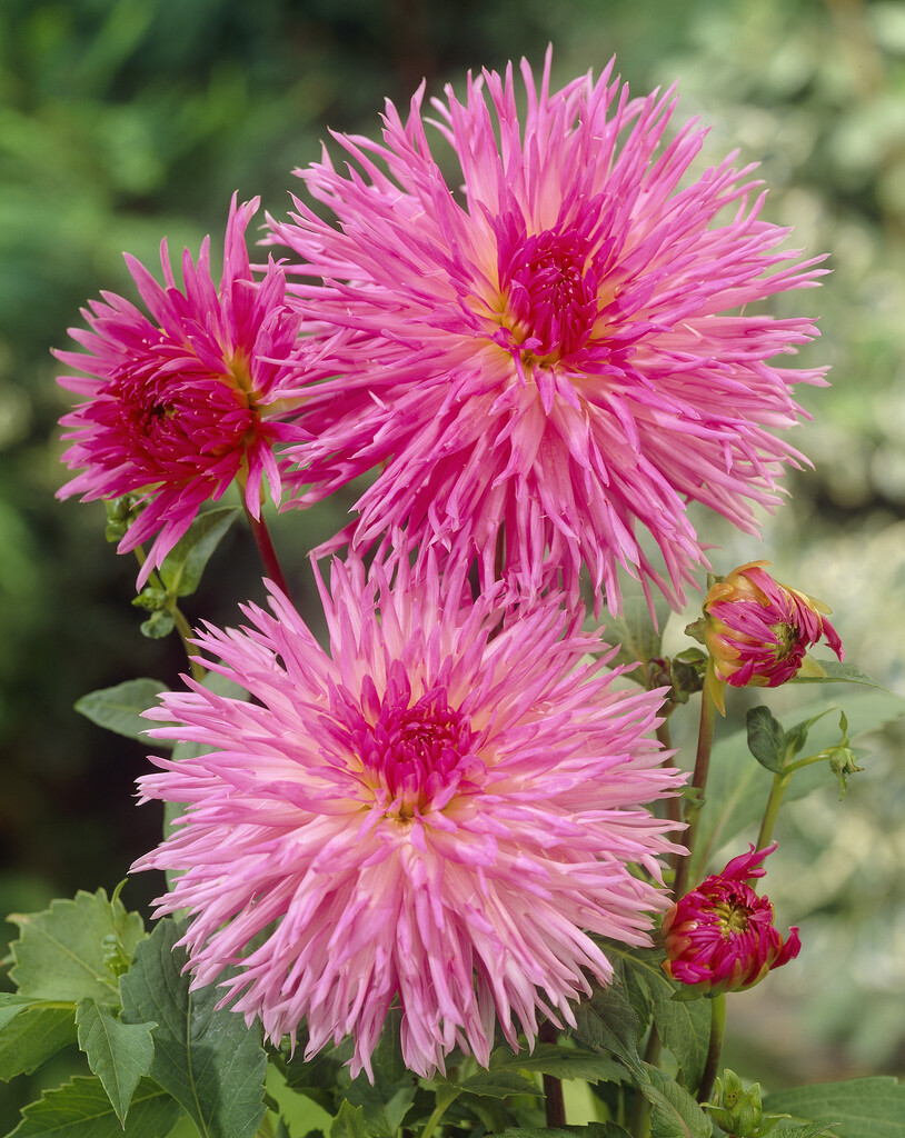 <i>Dahlia</i> 'Popular Guest' (Fim)