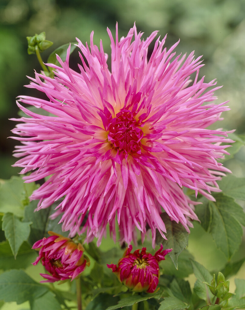 <i>Dahlia</i> 'Popular Guest' (Fim)