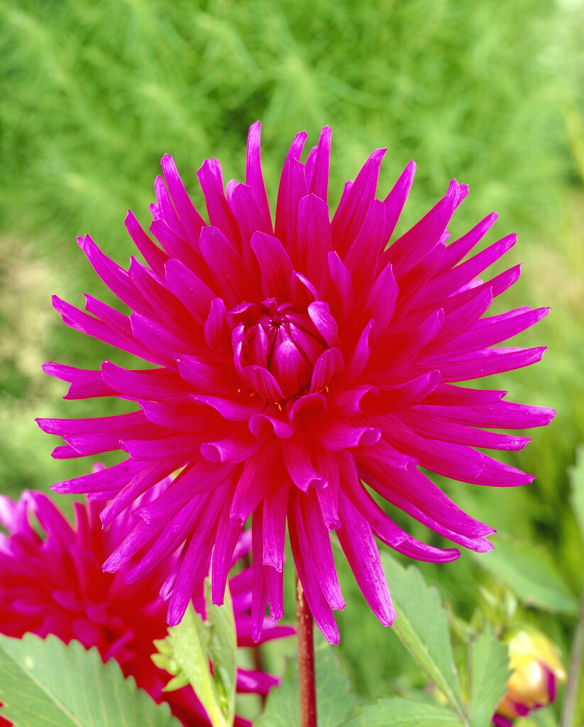 dahlia 'Purple Gem'