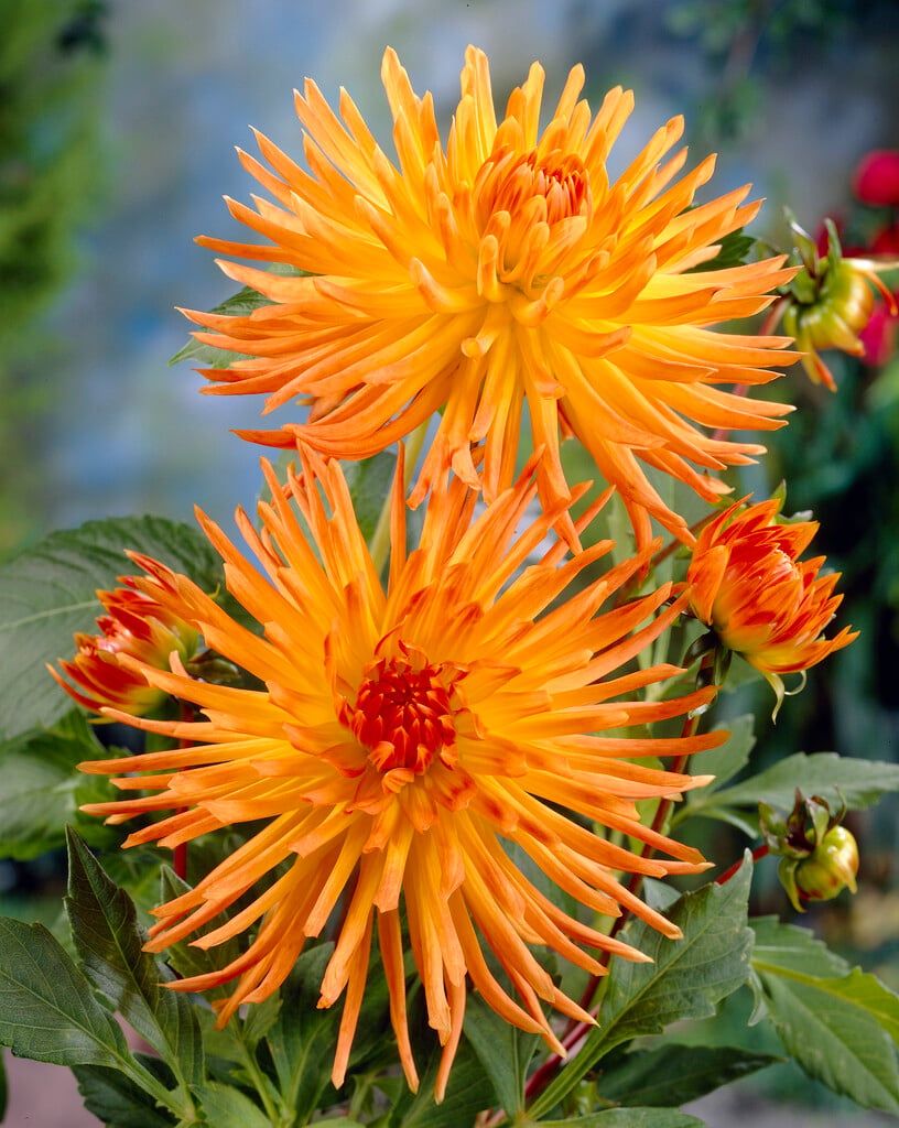 dahlia 'Gold Crown'