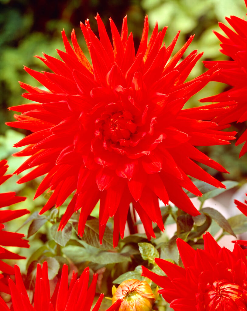 dahlia 'Berger's Rekord'