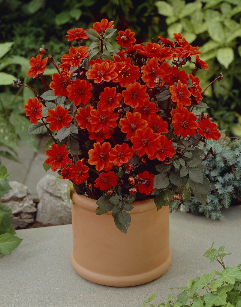 <i>Dahlia</i> 'Scura' (Sin)
