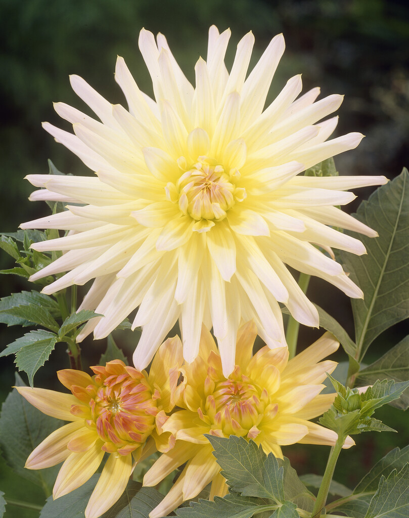 dahlia 'Shooting Star'