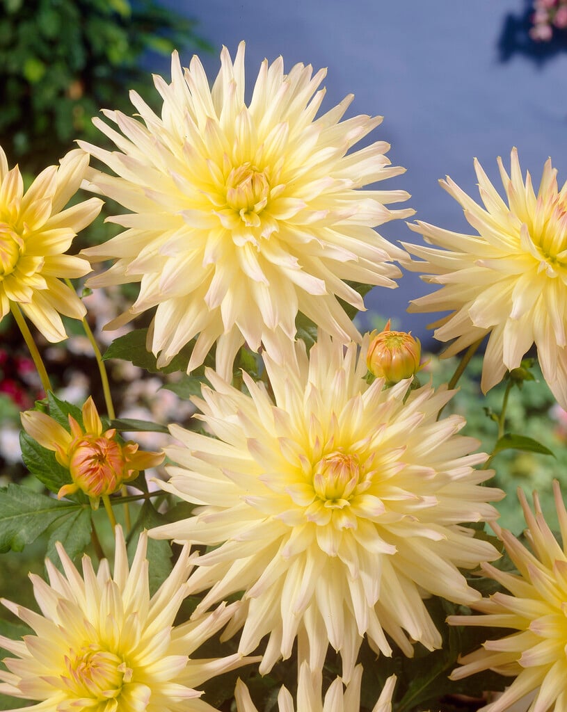 dahlia 'Shooting Star'