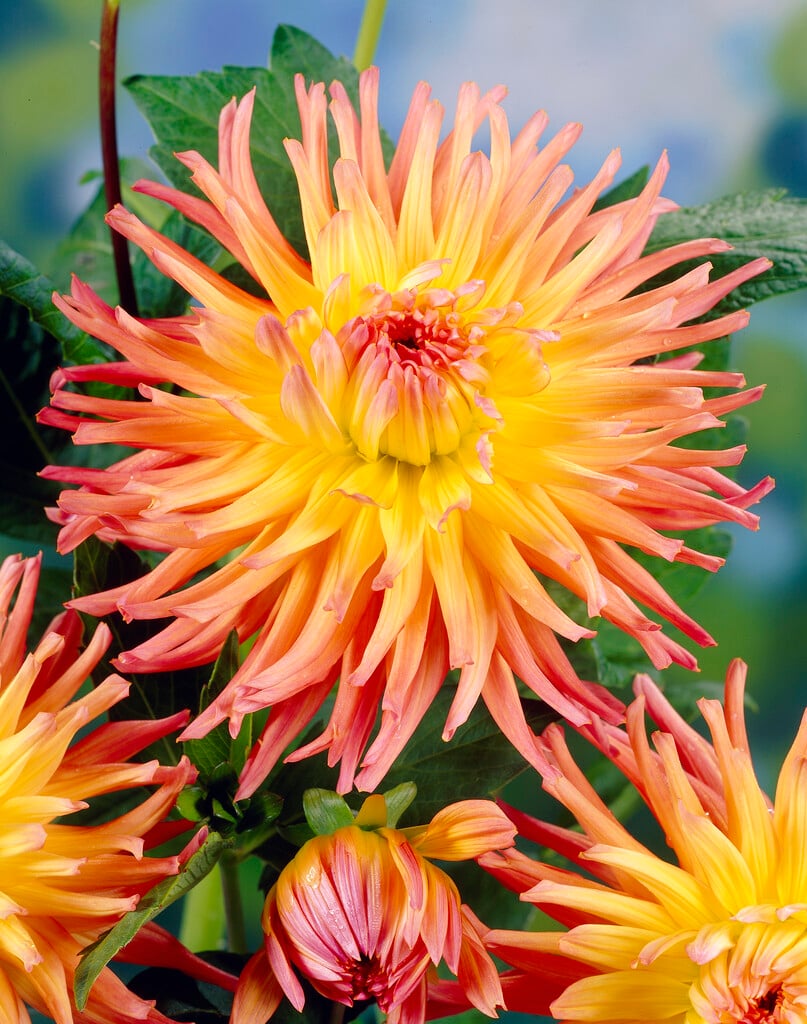 <i>Dahlia</i> 'Star Elite' (C)
