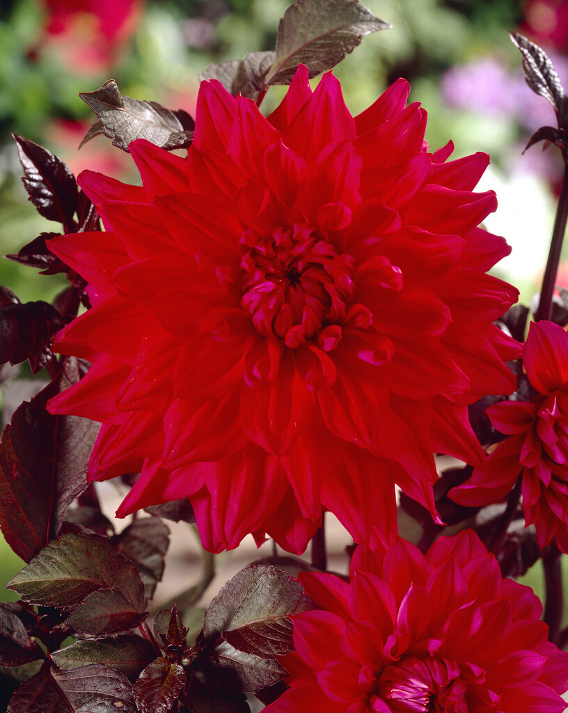 <i>Dahlia</i> 'Suffolk Punch' (D)