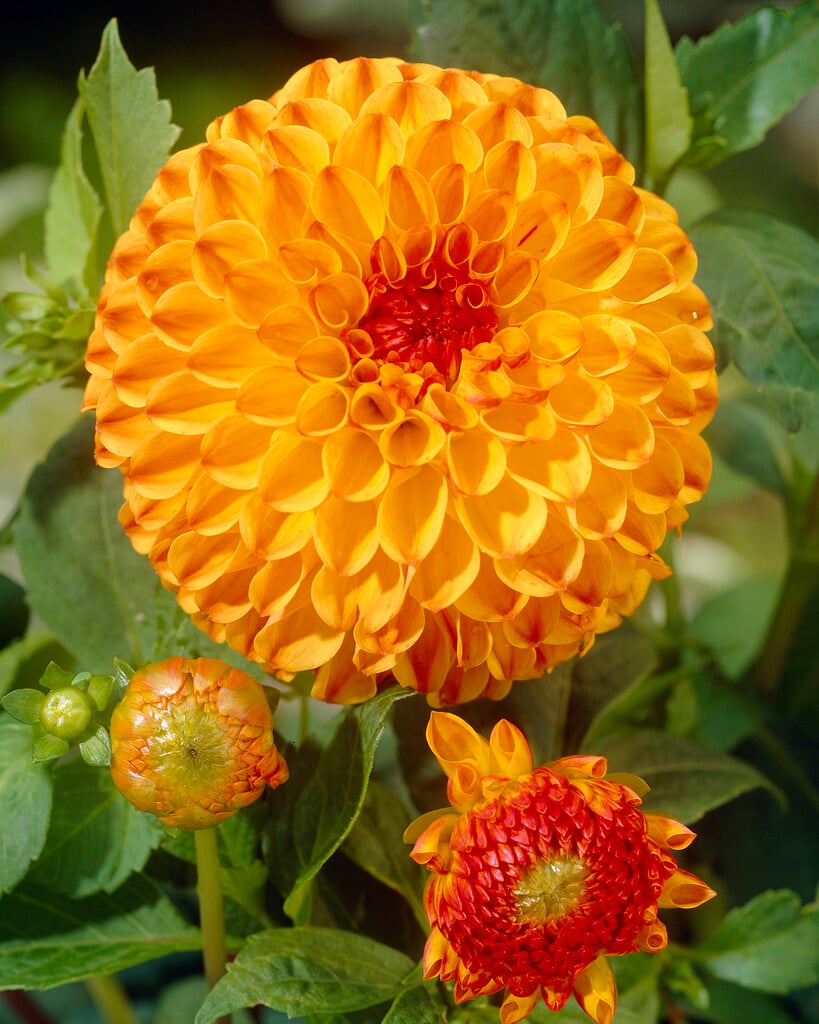 dahlia 'Sunny Boy'