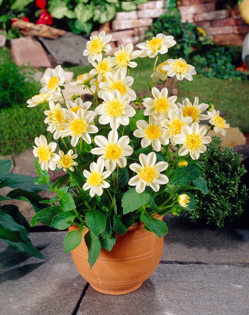 dahlia 'Toto'