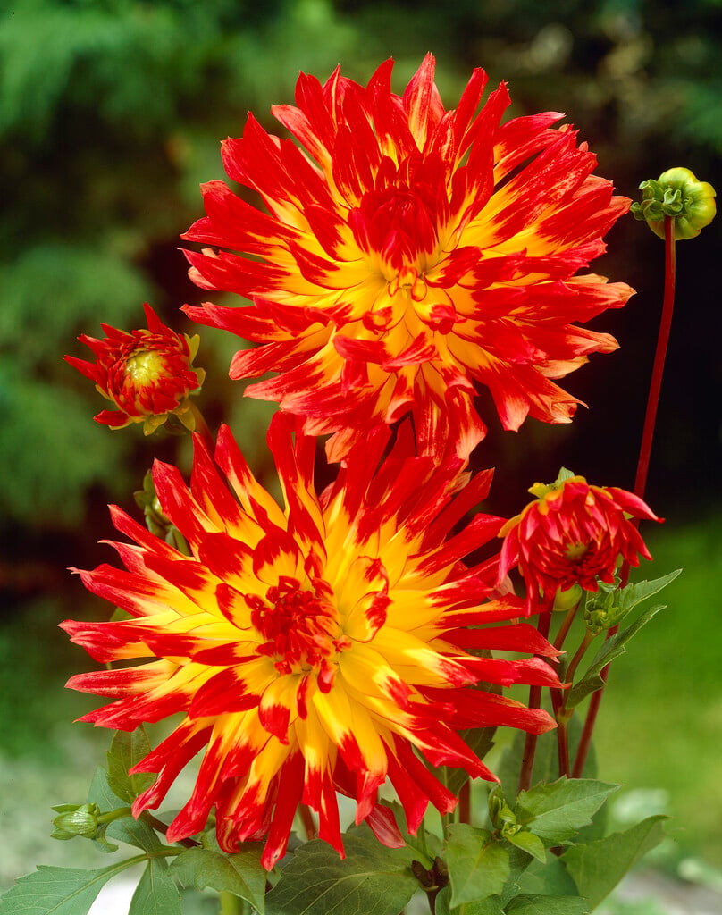 <i>Dahlia</i> 'Vuurvogel' (S-c)