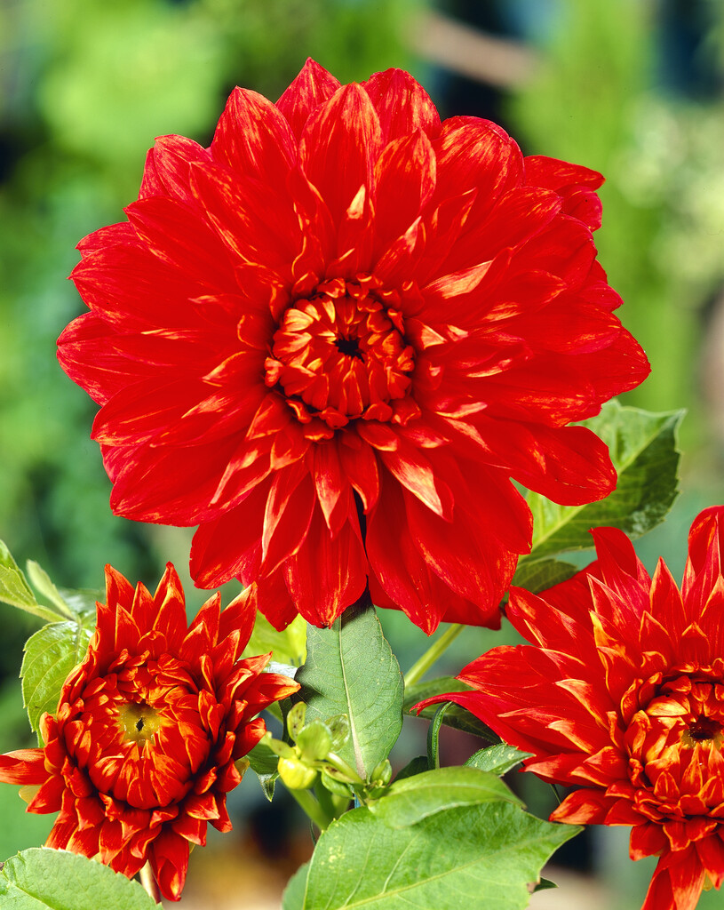 <i>Dahlia</i> 'Uchuu' (D)