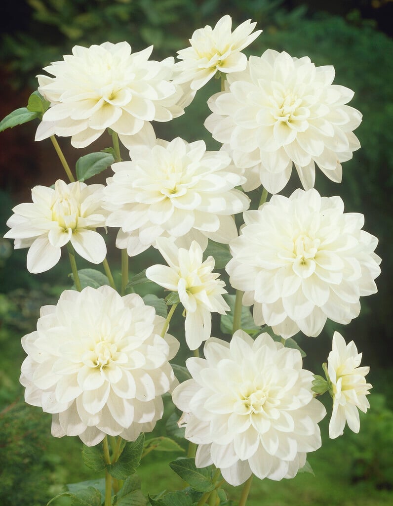 dahlia 'White Onesta'